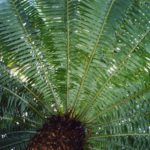 ScenicScape Landscaping, Lawn Care, and Irrigation - Featured Image for My Sago Palm Is Turning Yellow?