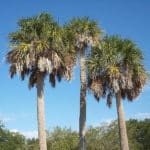 ScenicScape Landscaping, Lawn Care, and Irrigation - Featured Image for The Sabal Palm