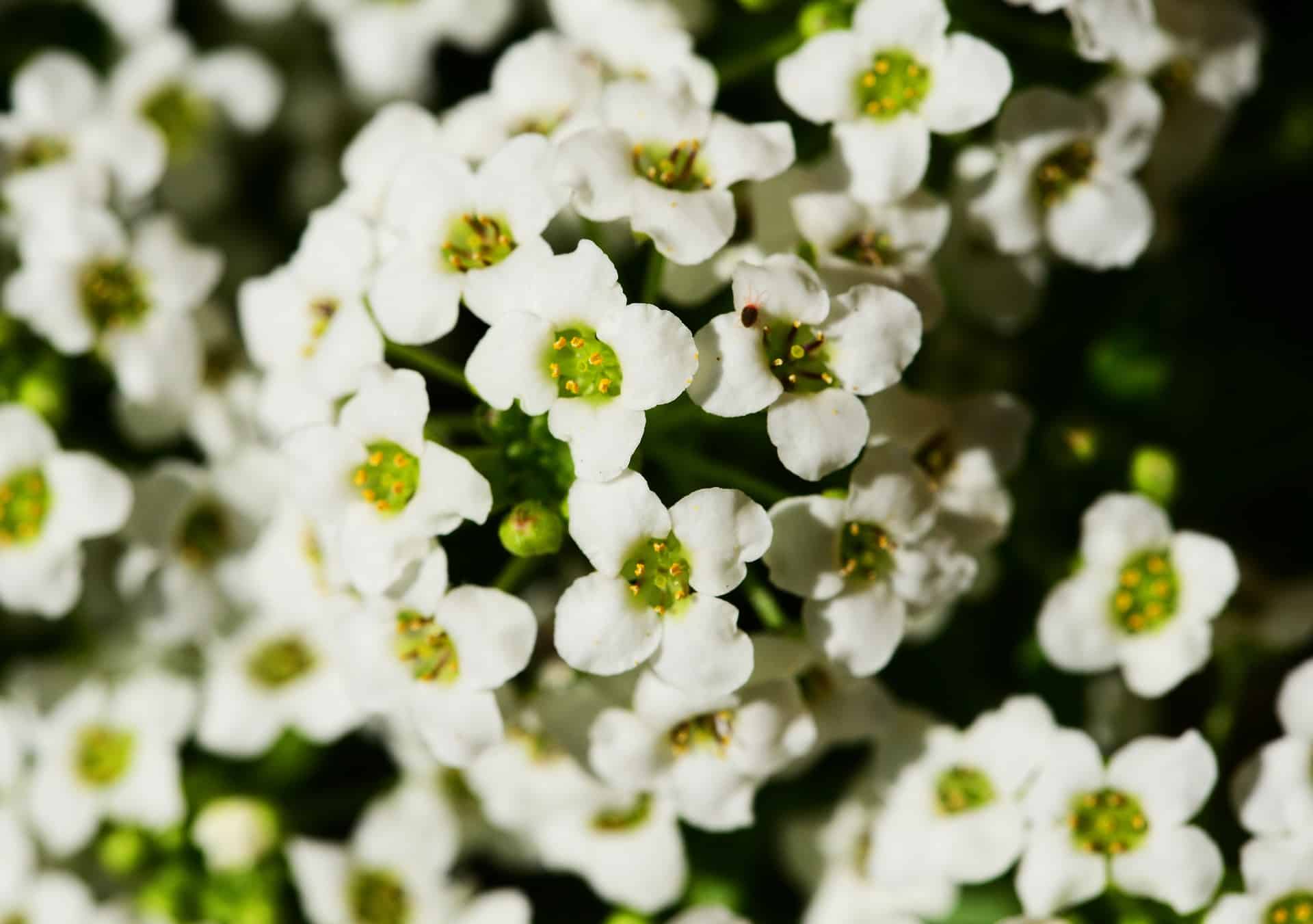 ScenicScape Landscaping, Lawn Care, and Irrigation - Image 03 for Annual Flowerbed Ideas For 2016 - Alyssum