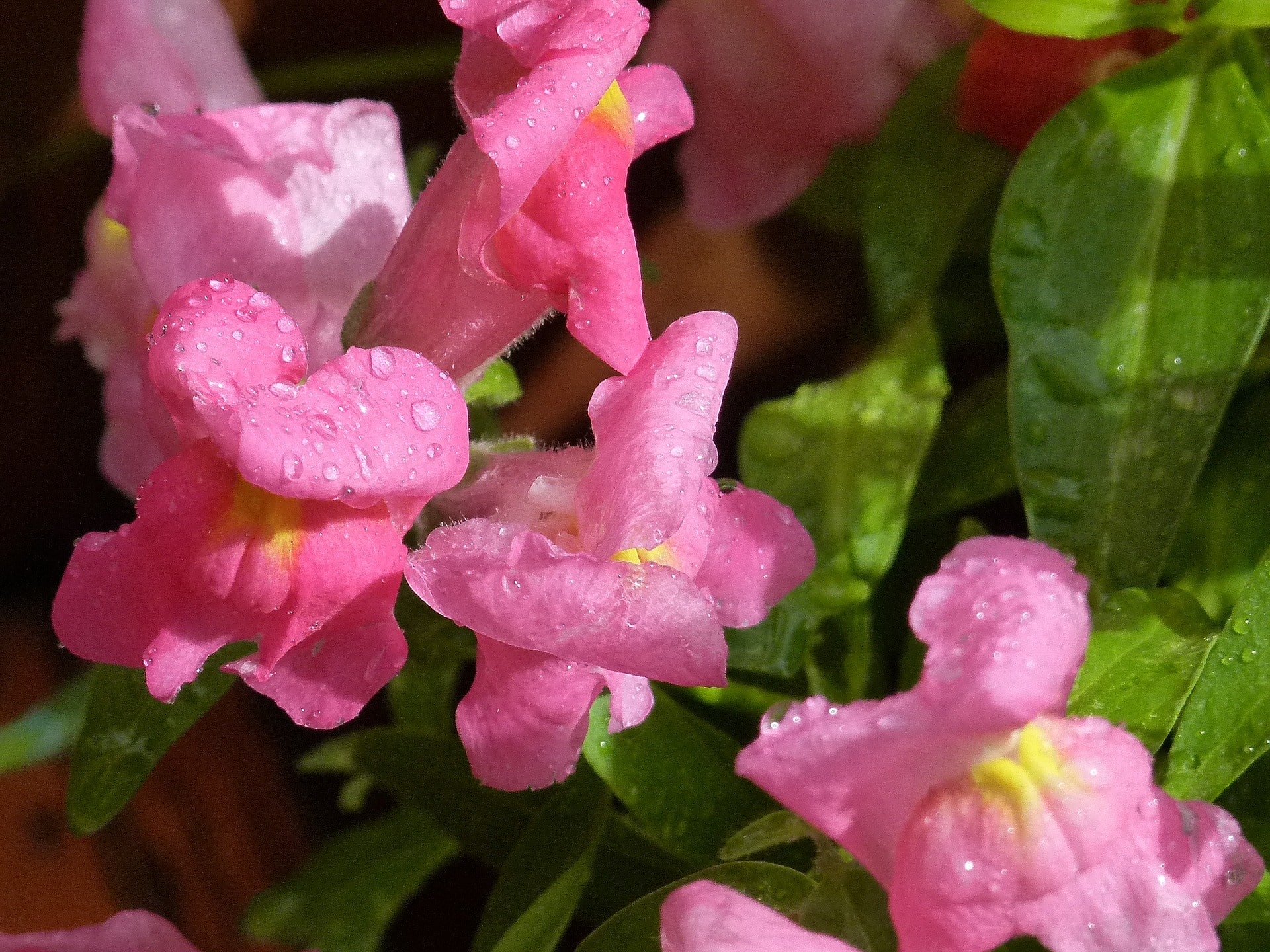 ScenicScape Landscaping, Lawn Care, and Irrigation - Image 01 for Annual Flowerbed Ideas For 2016 - Snapdragon