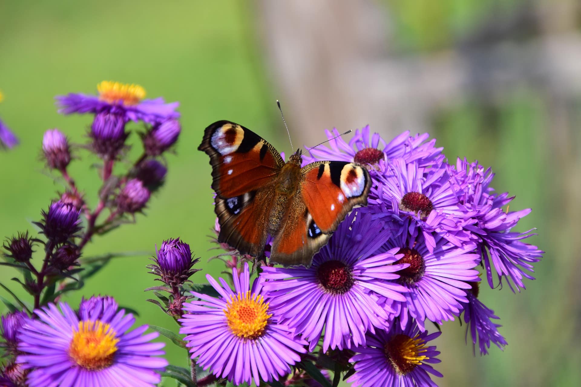 ScenicScape Landscaping, Lawn Care, and Irrigation - Image 01 for Our Landscapers Love Flowers - Asters