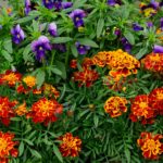 ScenicScape Landscaping, Lawn Care, and Irrigation - Featured images for Our Landscapers Love Flowers