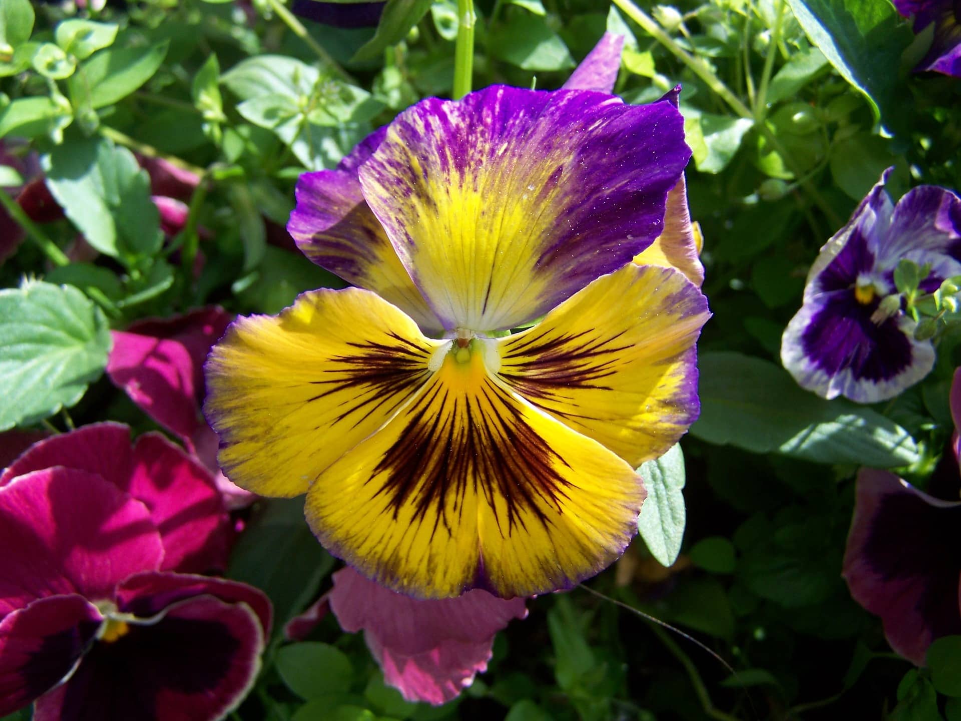 ScenicScape Landscaping, Lawn Care, and Irrigation - Image 04 for Our Landscapers Love Flowers - Pansies