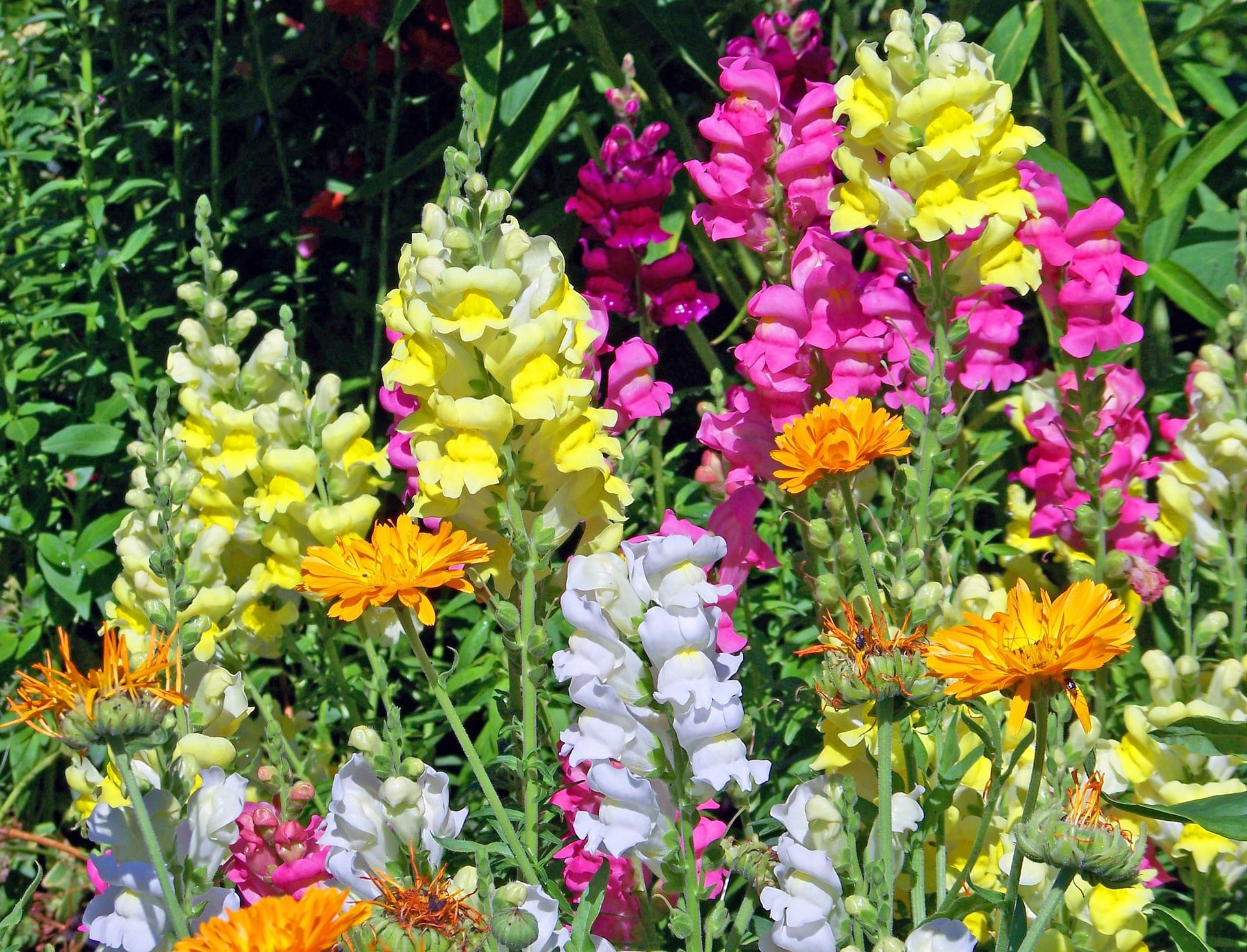 ScenicScape Landscaping, Lawn Care, and Irrigation - Image 02 for Our Landscapers Love Flowers - Snapdragons