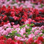 ScenicScape Landscaping, Lawn Care, and Irrigation - Featured images for Landscaping Your Spring Flower Beds