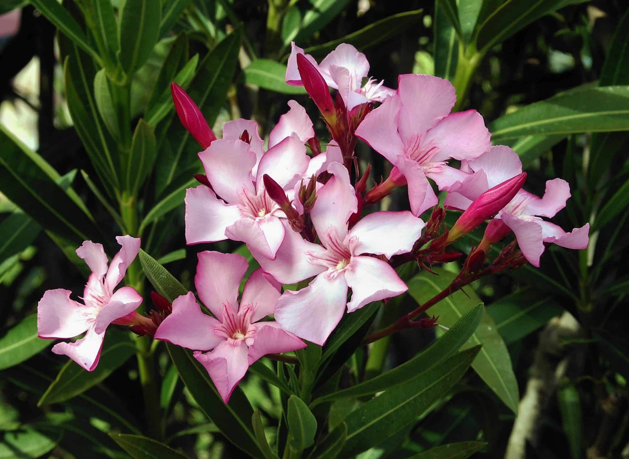 ScenicScape Landscaping, Lawn Care, and Irrigation - Image 05 for Spring Time 2017 And It's Time For New Grass, But Not Fertilizer - Nerium Oleander